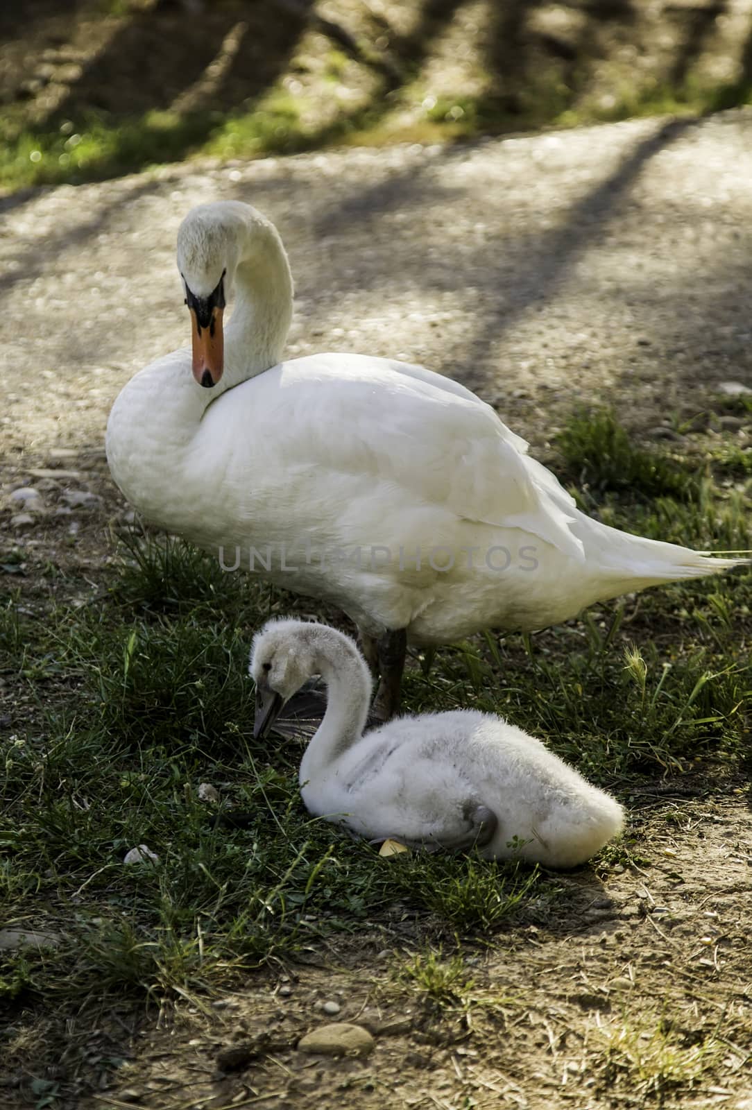 Small white swans, detail of baby birds