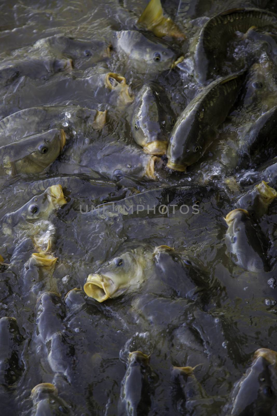 Many fish eating, wild river fish, fishing