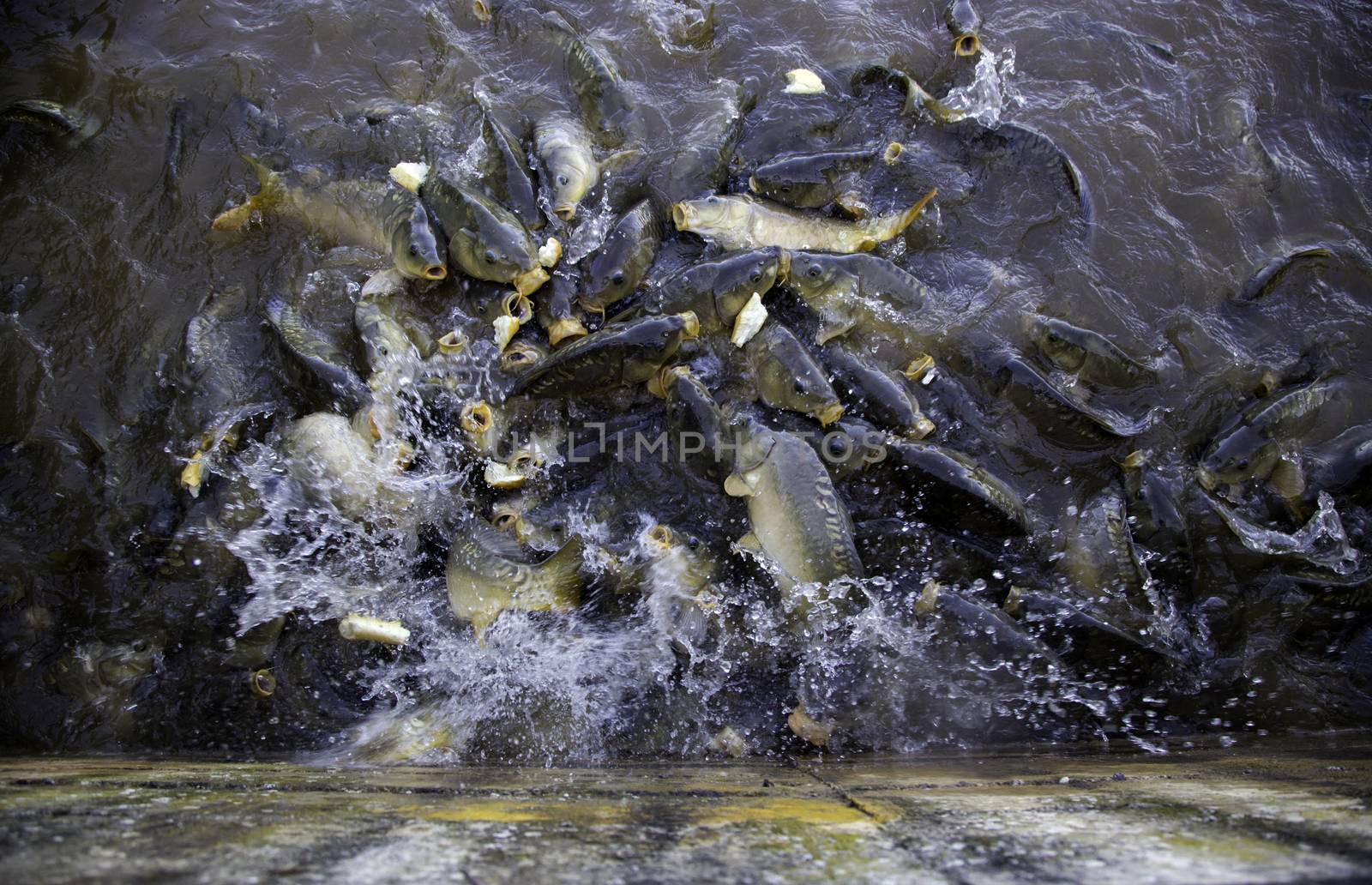 Many fish eating, wild river fish, fishing