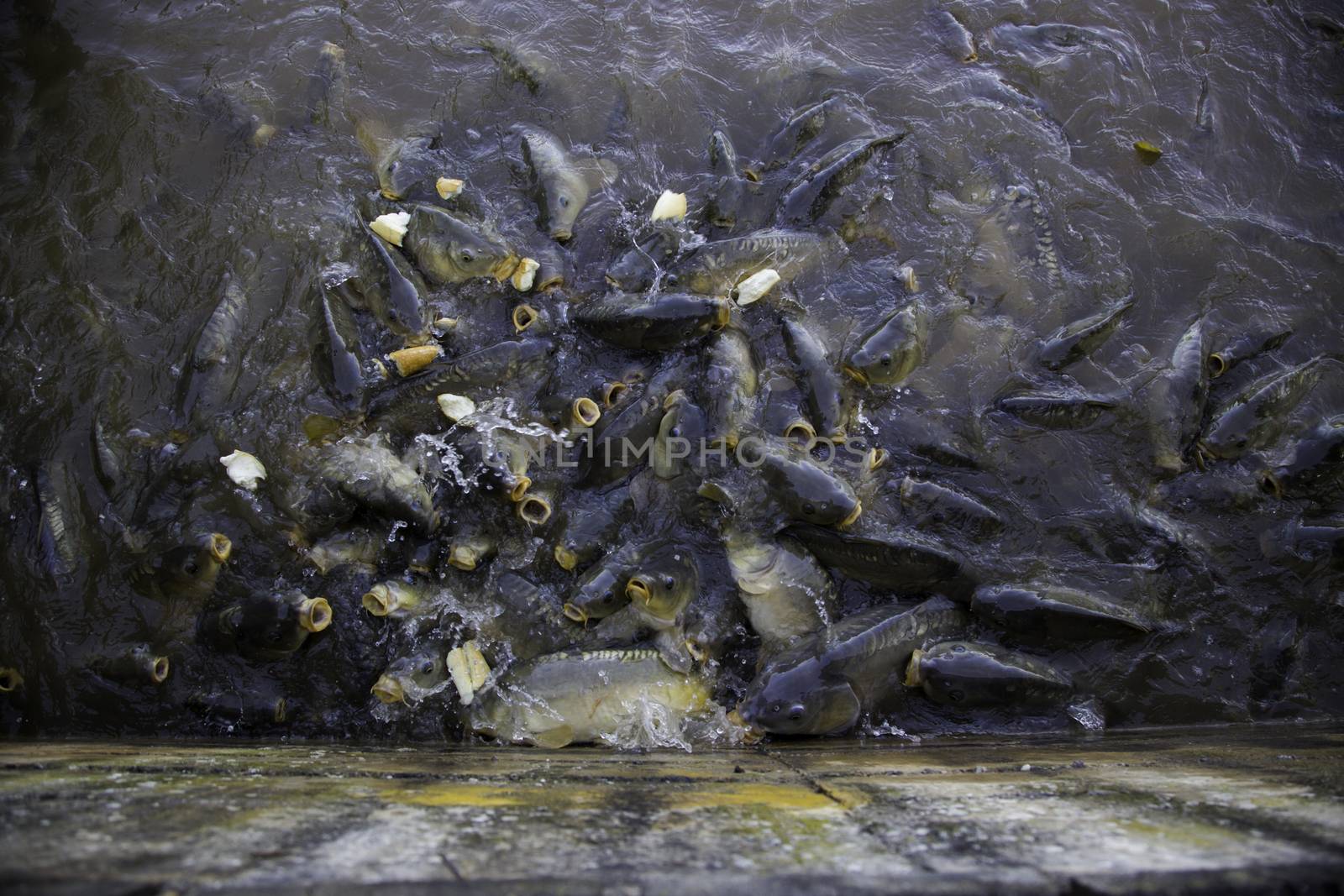 Many fish eating, wild river fish, fishing
