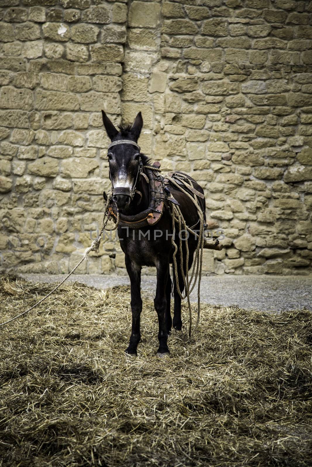 Donkey on a farm, detail of a mammal animal, animal breeding