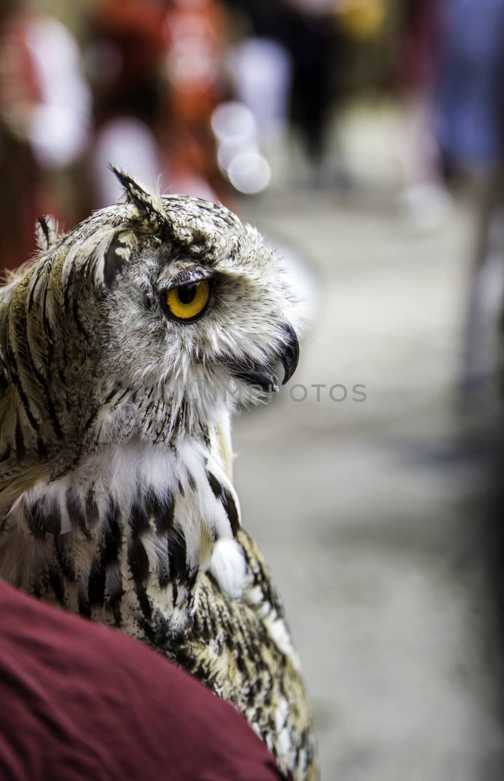 Wild trained owl, detail of large bird