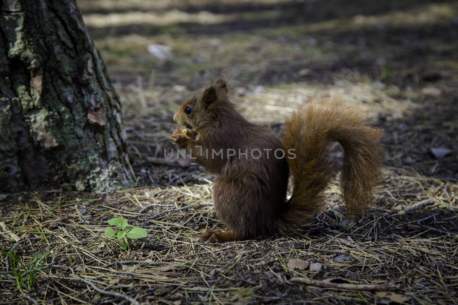 Squirrel in the forest, detail of wild animal in freedom, nature