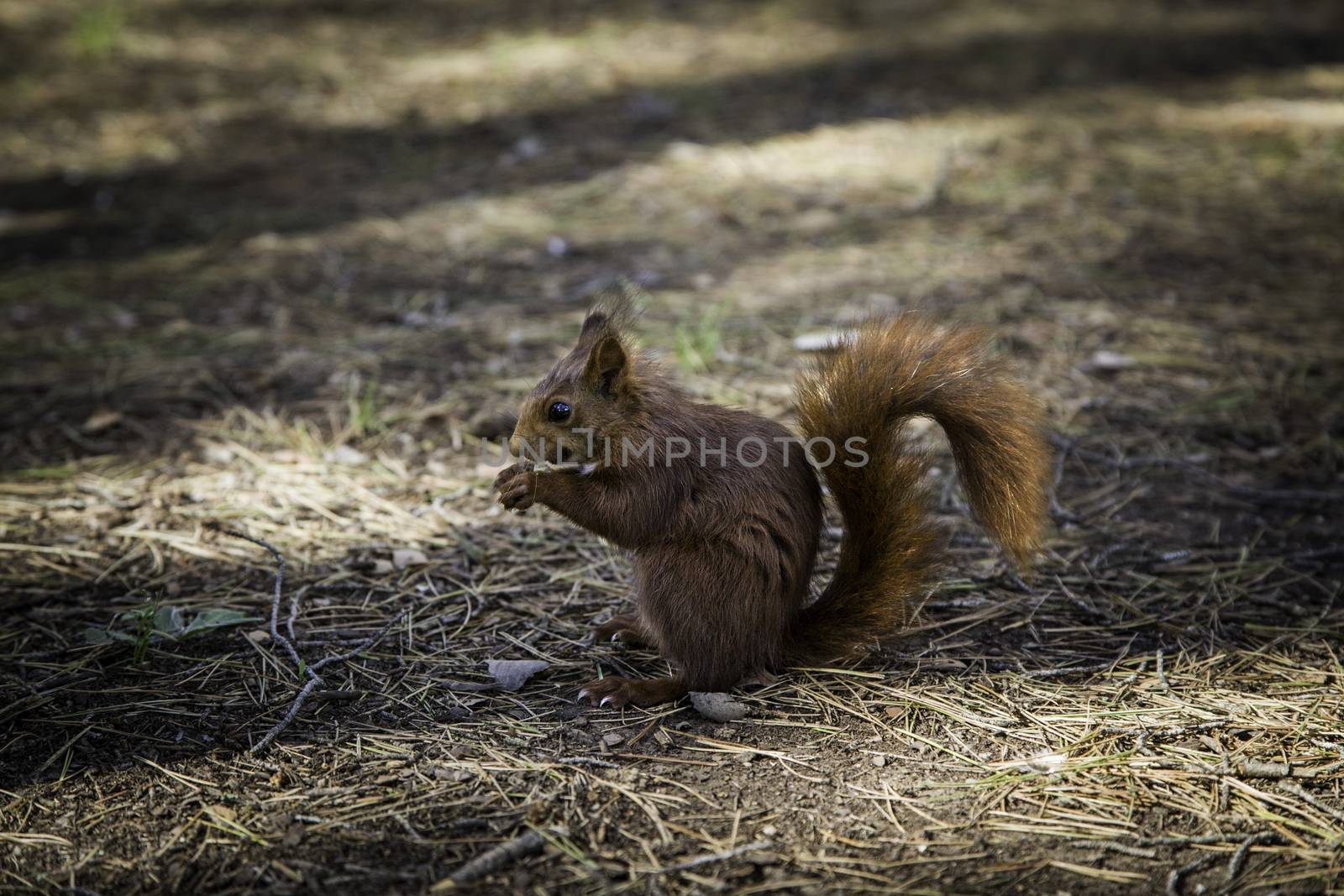 Squirrel in the forest, detail of wild animal in freedom, nature