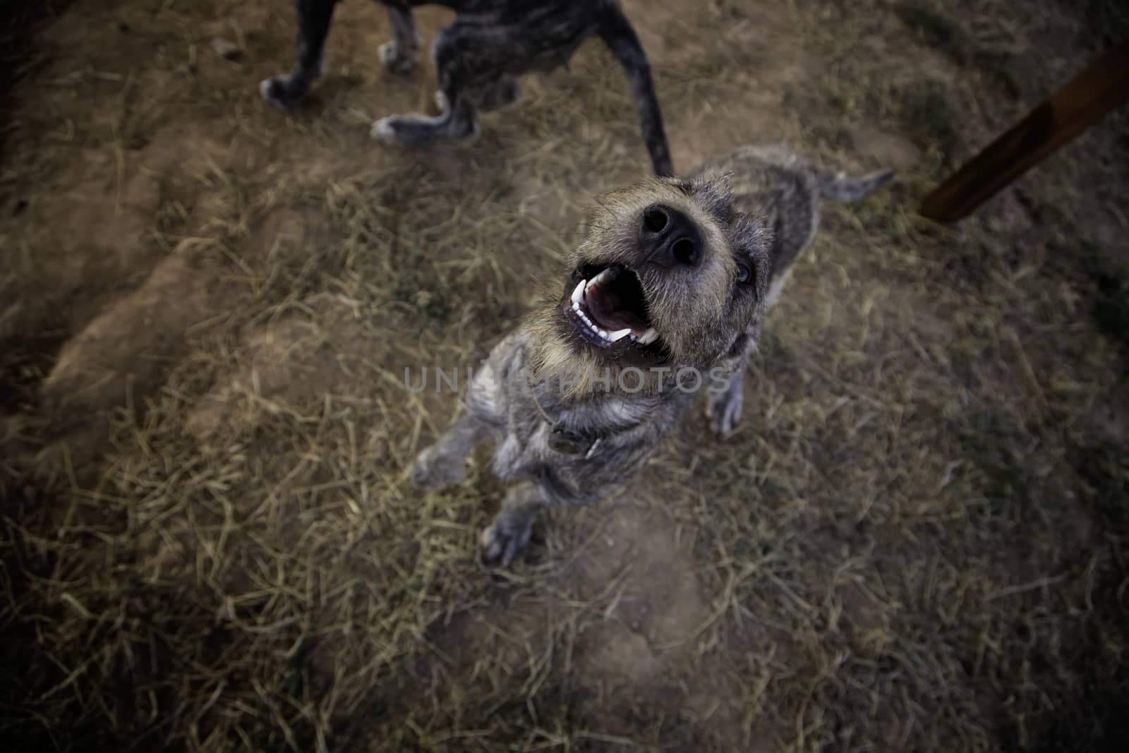 Abandoned dogs, detail of animals for adoption