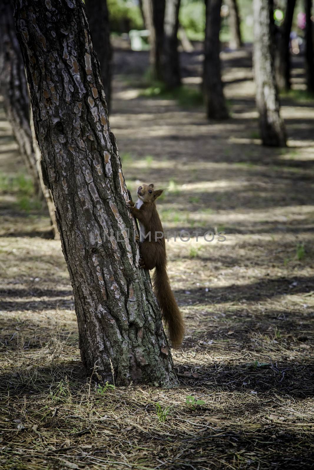 Squirrel in the forest, detail of wild animal in freedom, nature