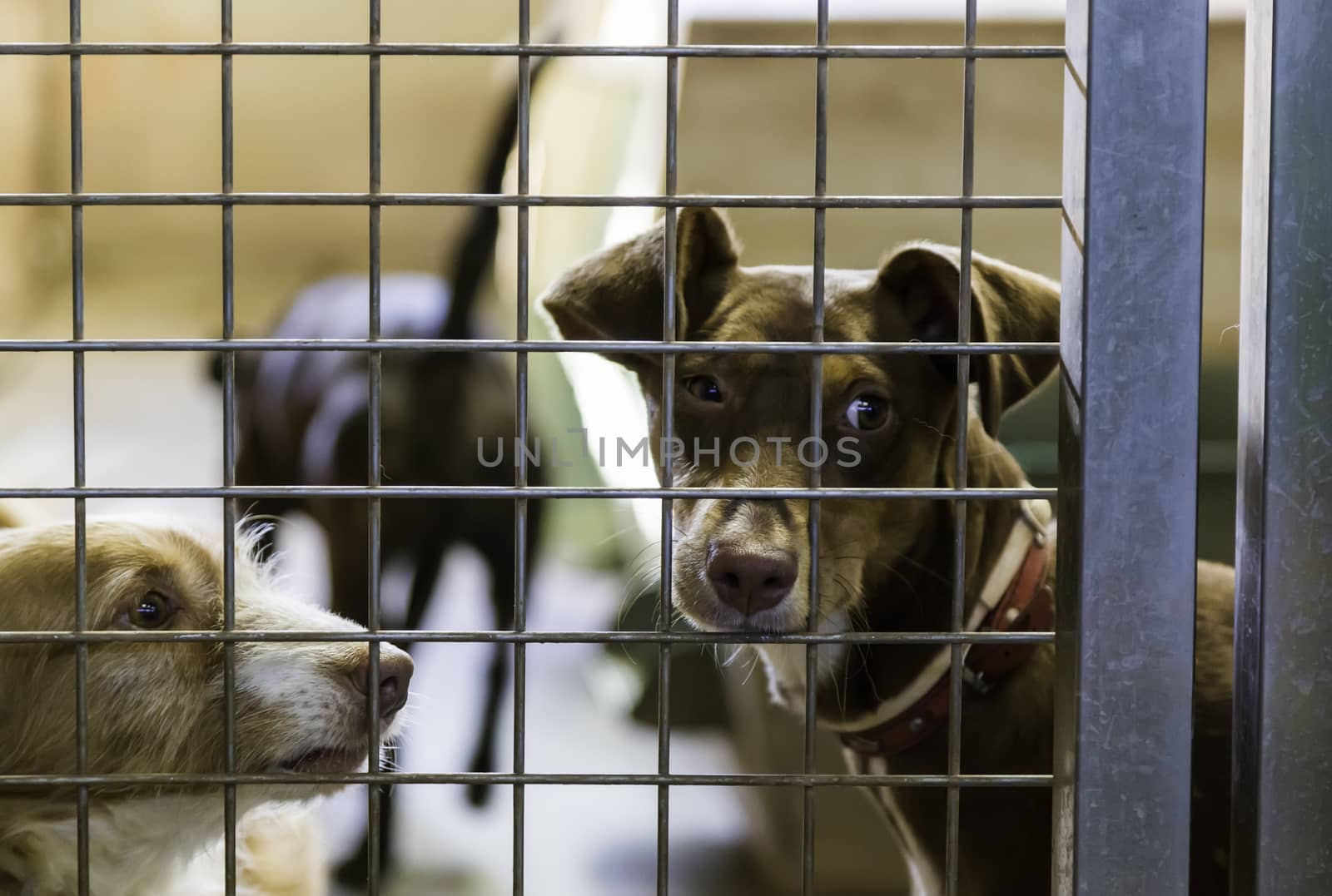 Dogs abandoned and caged, pet detail seeking adoption, grief and sadness
