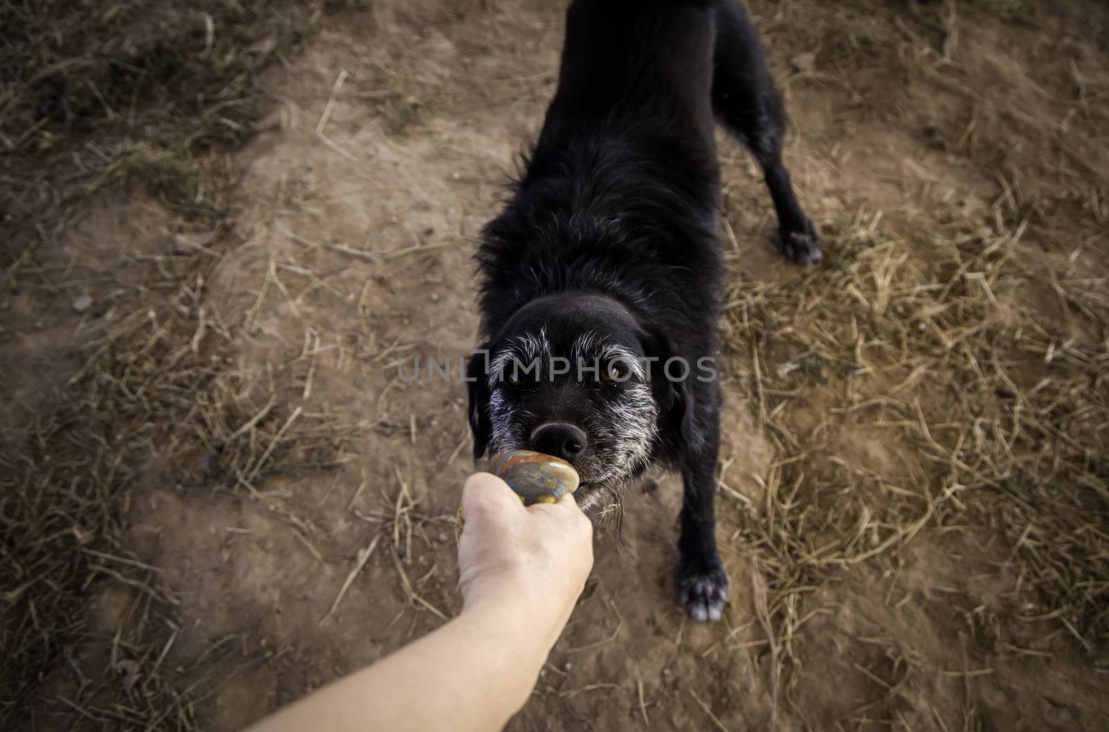 Dog with ball to play, game detail and fun, pet