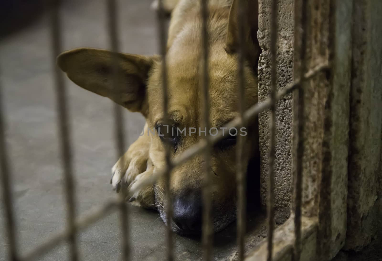 Abandoned and caged dogs by esebene