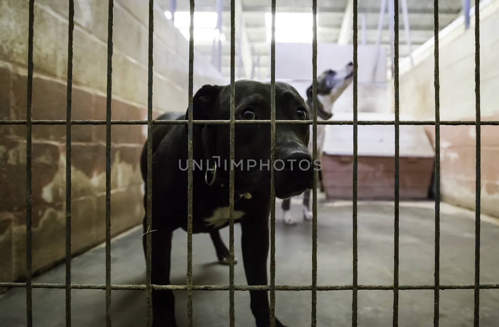 Dogs abandoned and caged, pet detail seeking adoption, grief and sadness
