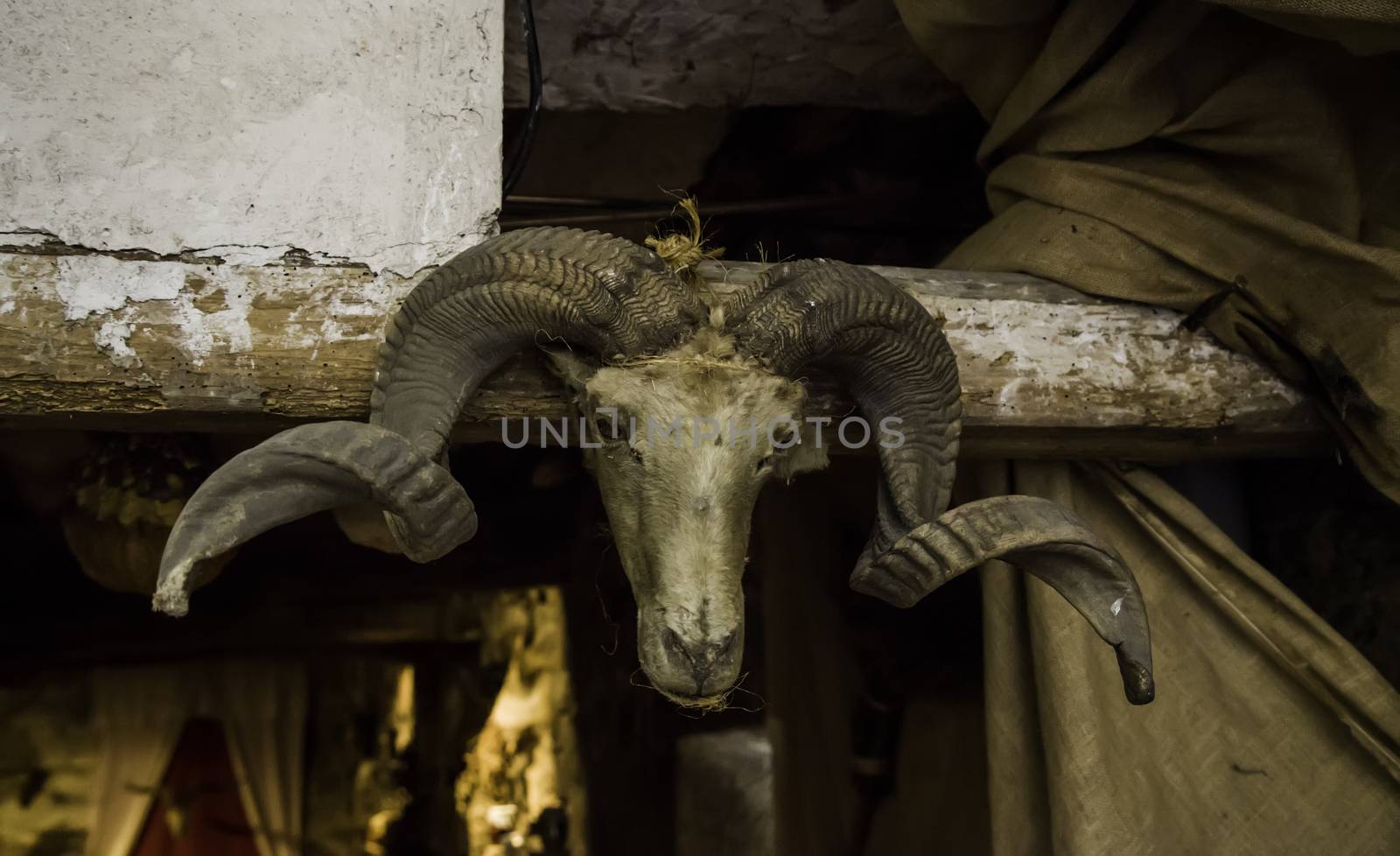 Old goat skull, detail of witchcraft and satan