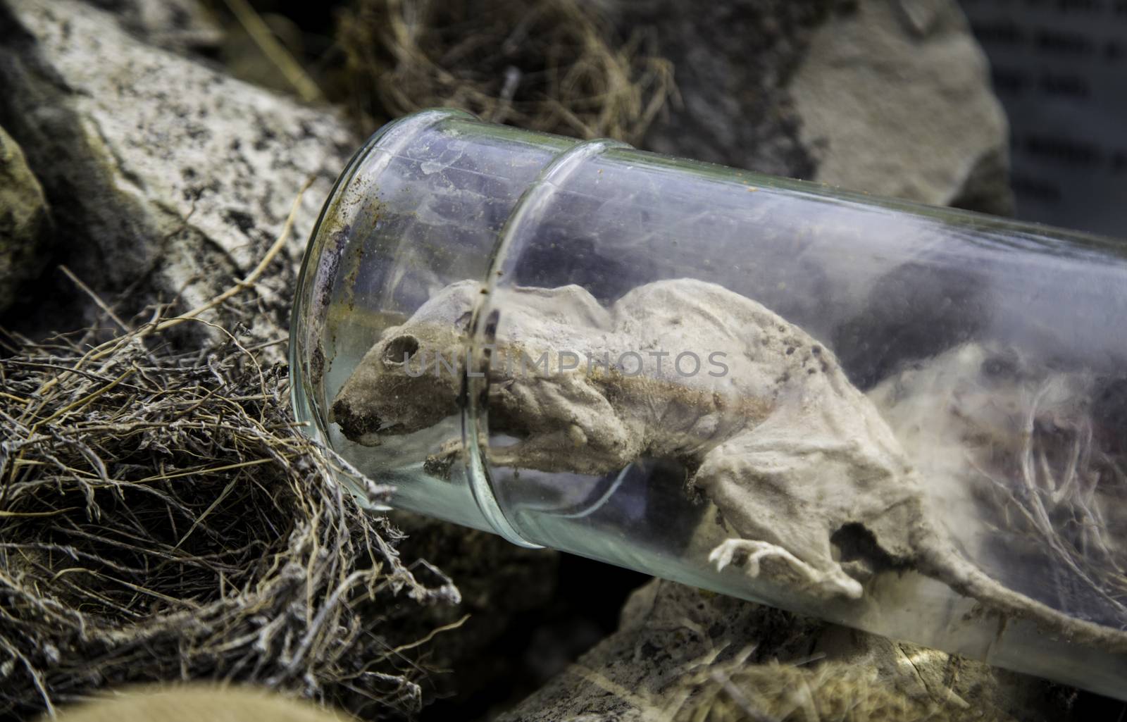 Dead rat in a jar, detail of animal cadaver, amulet