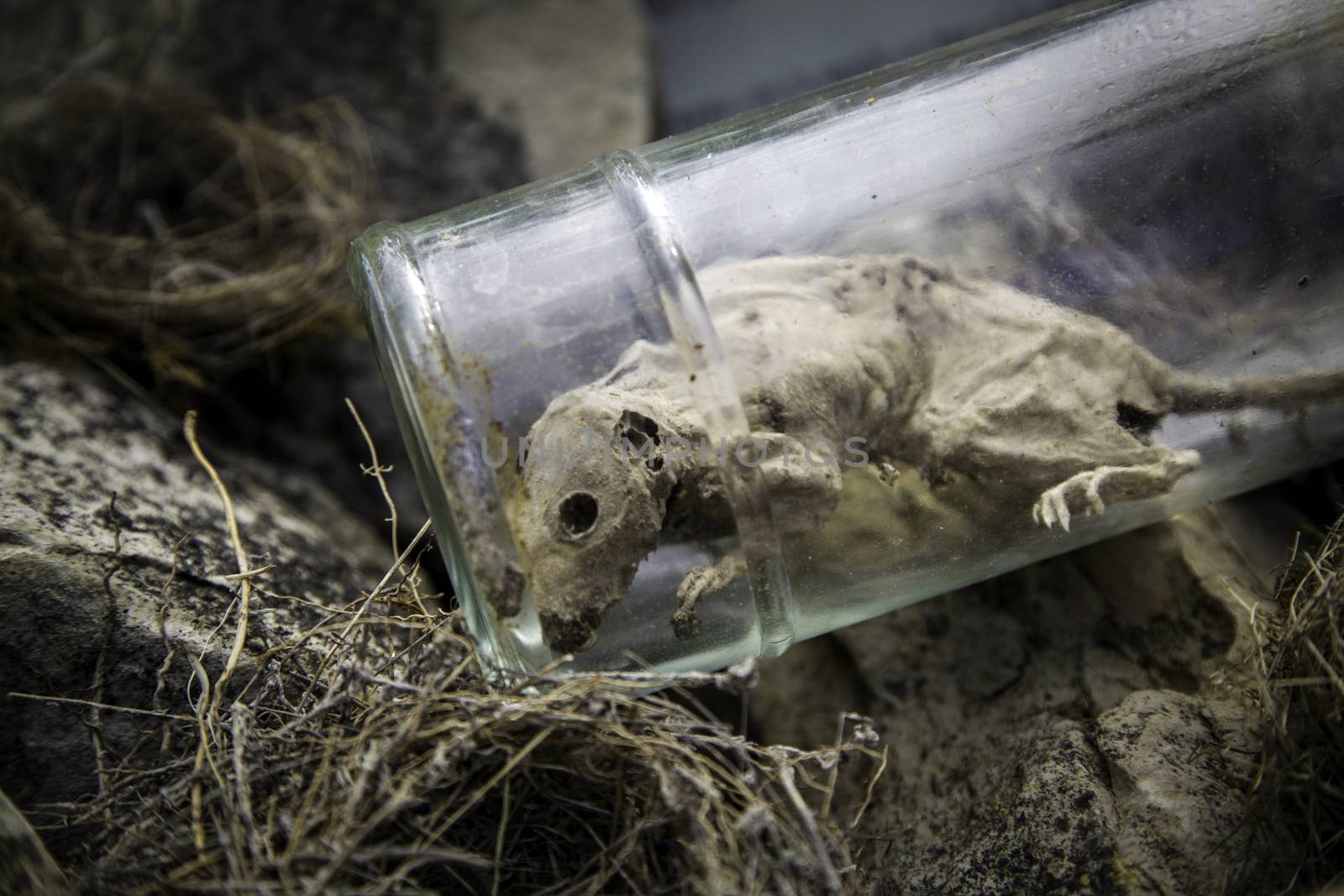 Dead rat in a jar, detail of animal cadaver, amulet