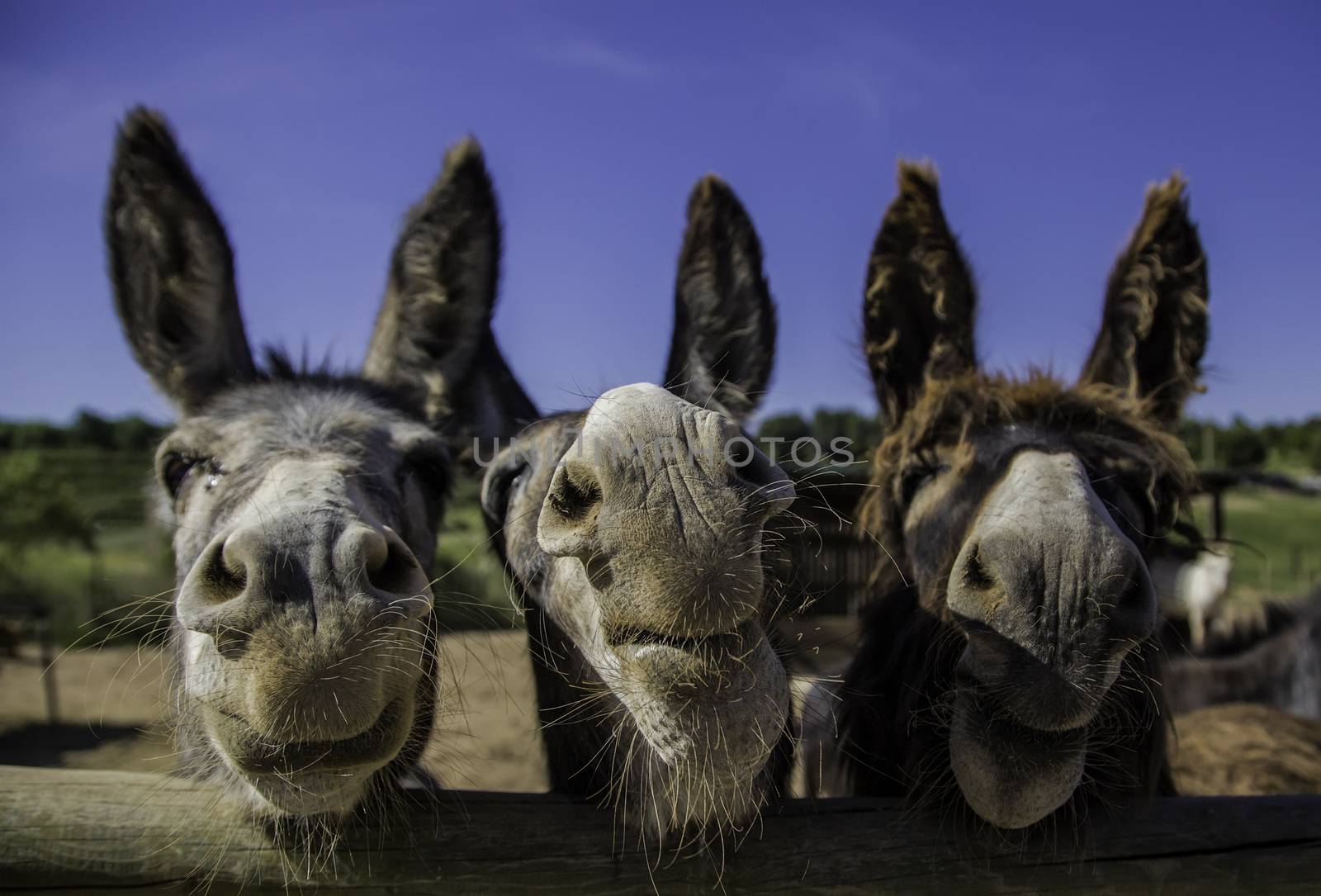 Smiling farm donkeys by esebene