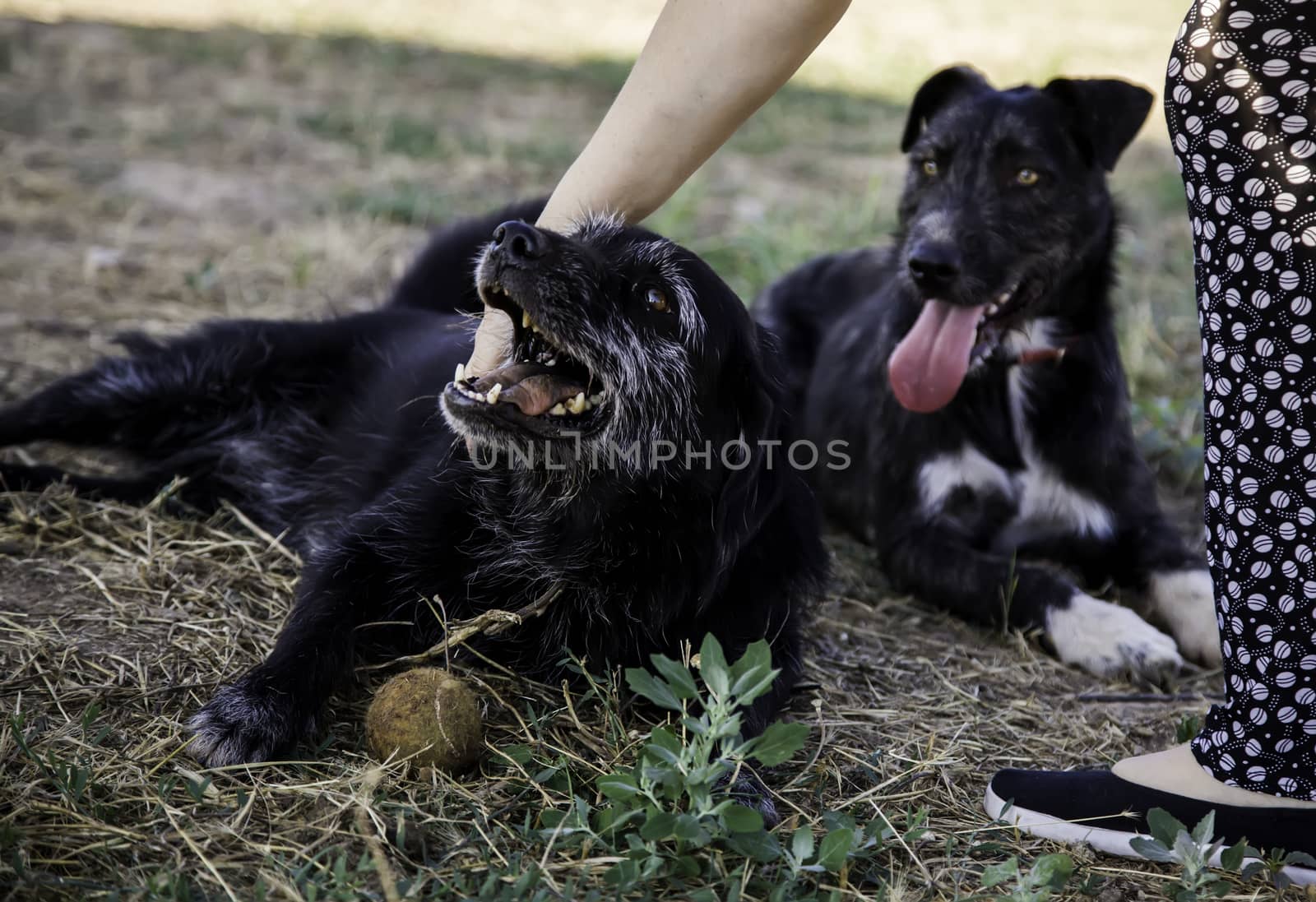 Abandoned dogs, detail of animals for adoption