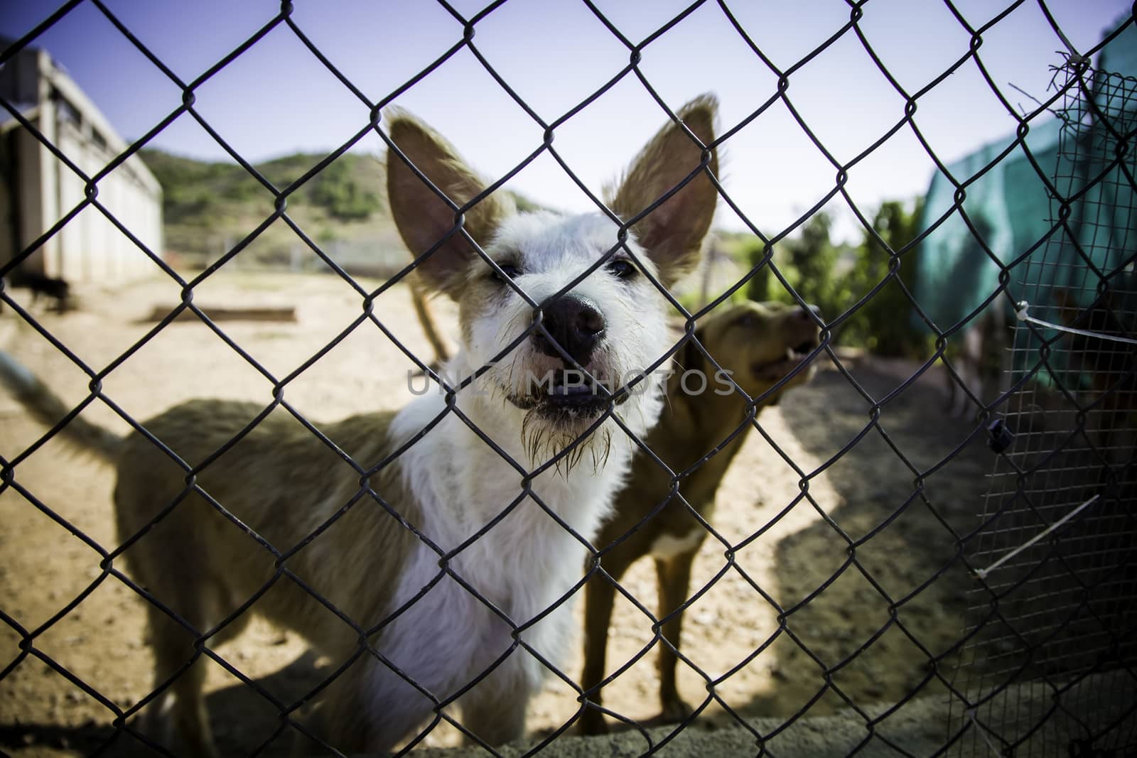 Dogs abandoned and caged, pet detail seeking adoption, grief and sadness
