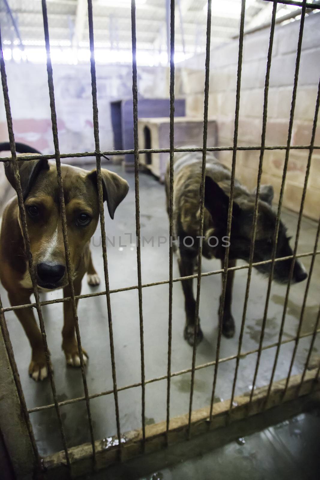Abandoned and caged dogs by esebene