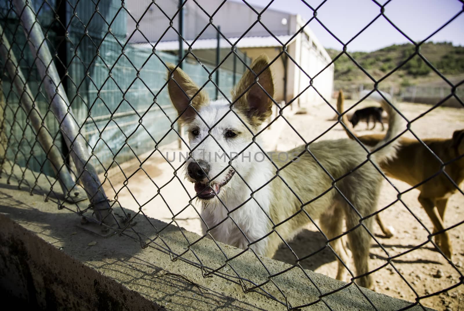 Abandoned and caged dogs by esebene