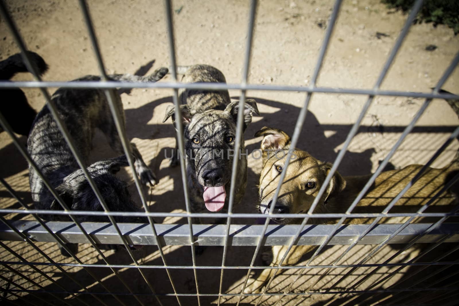 Abandoned and caged dogs by esebene