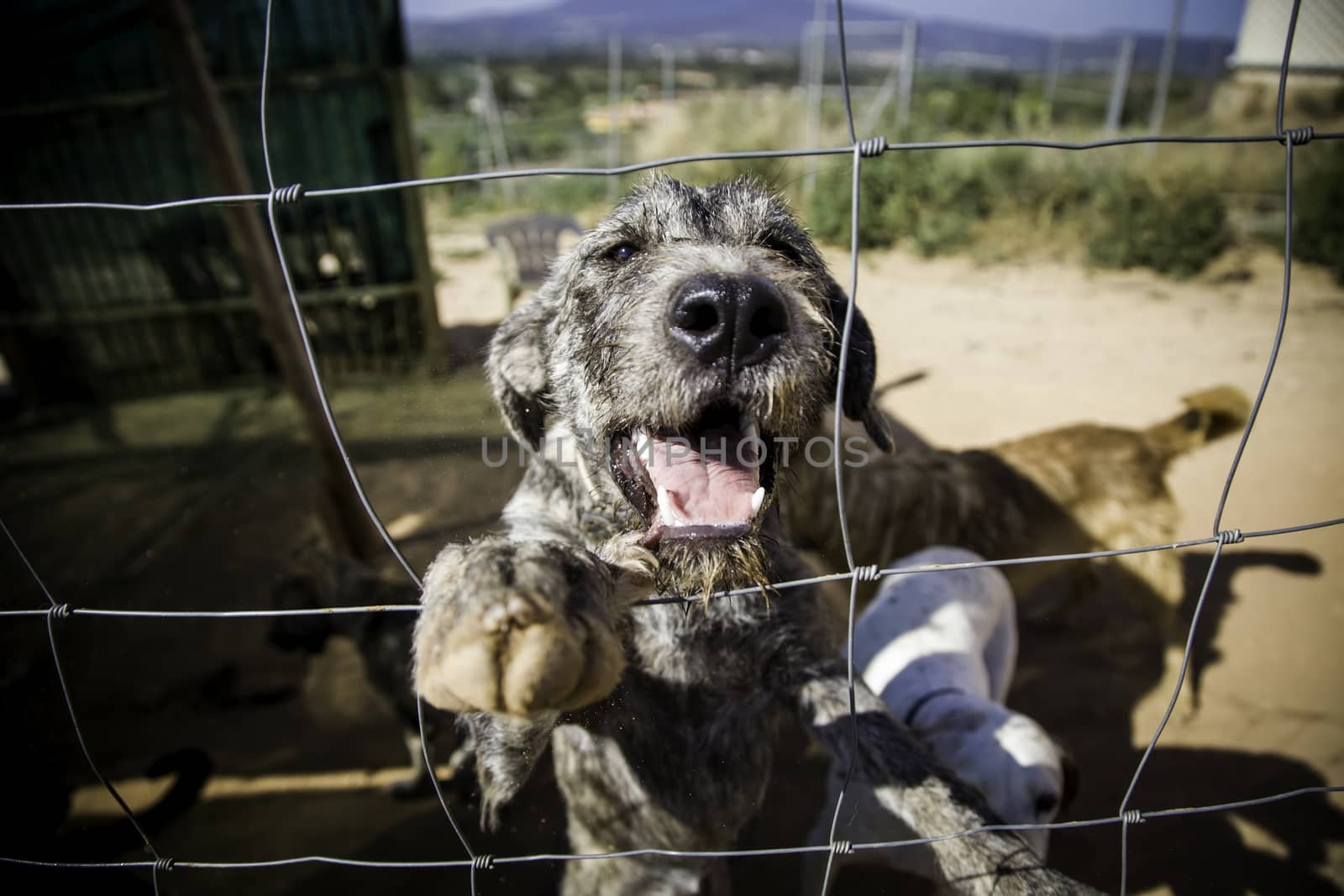 Dogs abandoned and caged, pet detail seeking adoption, grief and sadness
