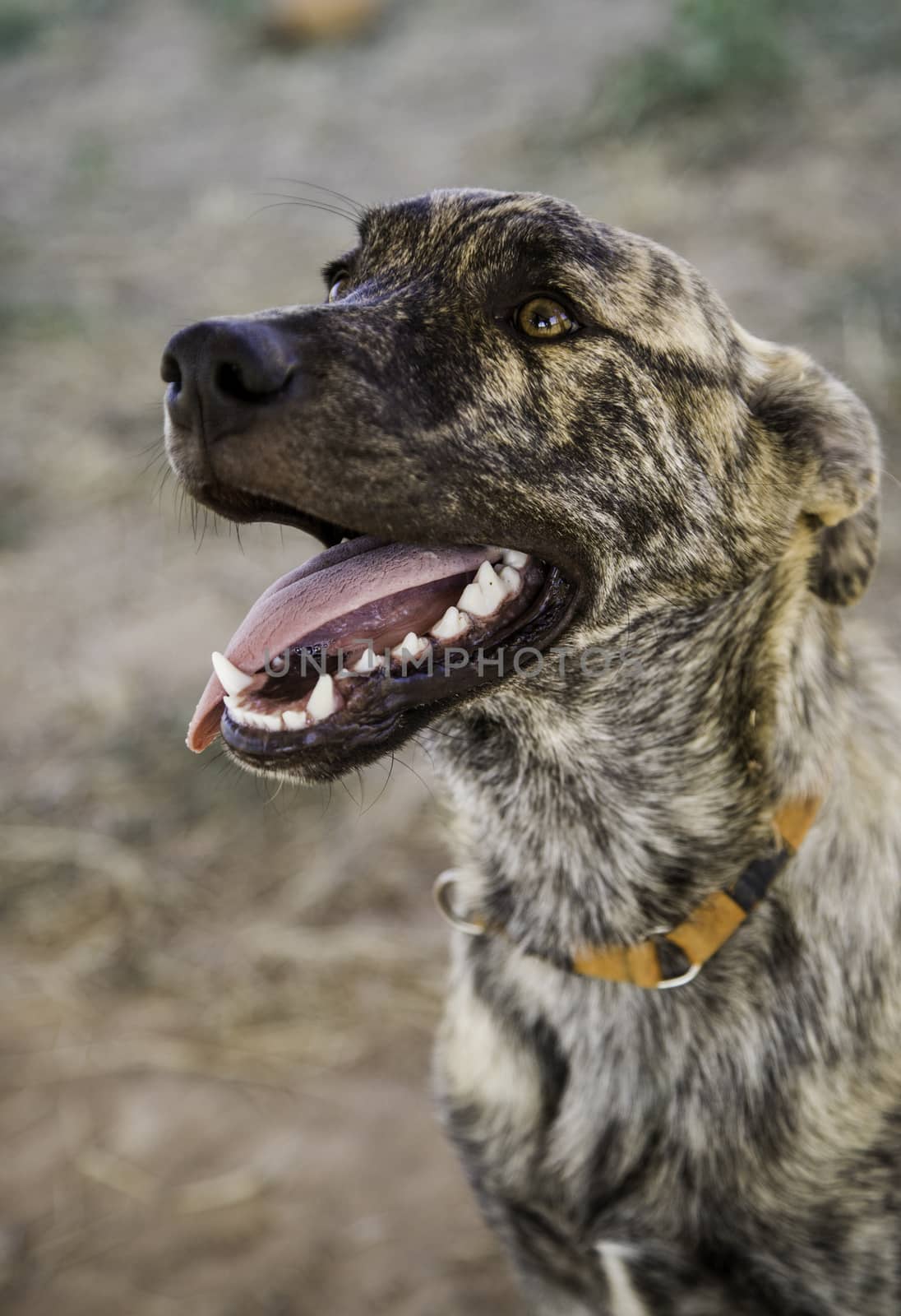Abandoned dogs, detail of animals for adoption