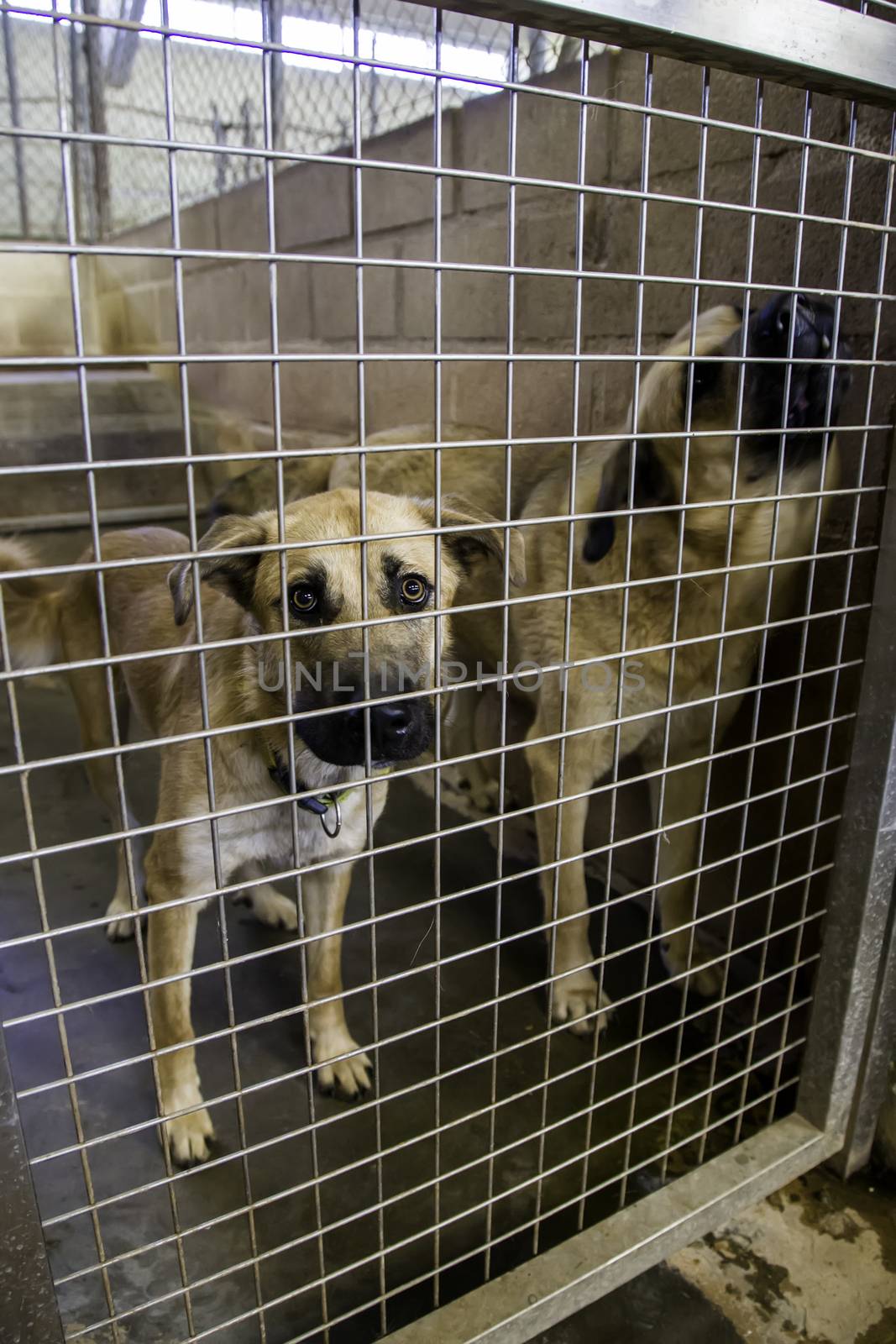 Dogs abandoned and caged, pet detail seeking adoption, grief and sadness
