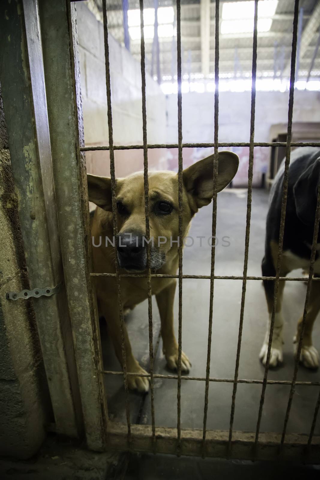 Dogs abandoned and caged, pet detail seeking adoption, grief and sadness
