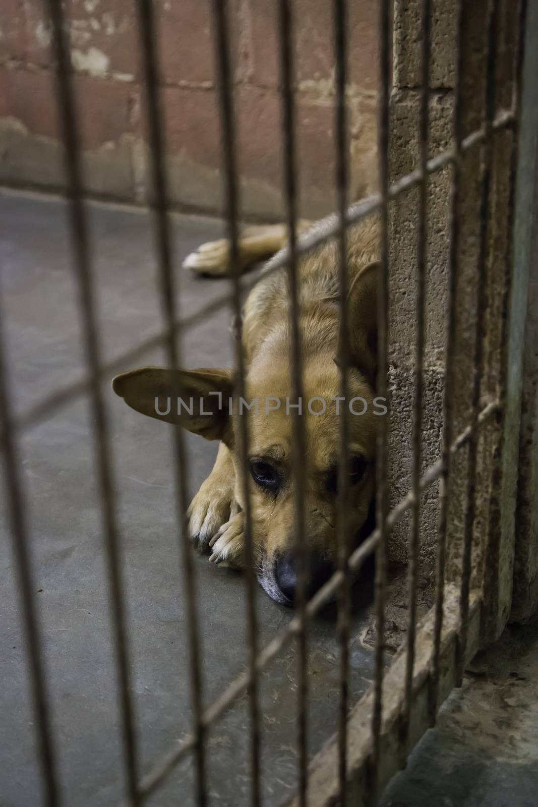 Abandoned and caged dogs by esebene