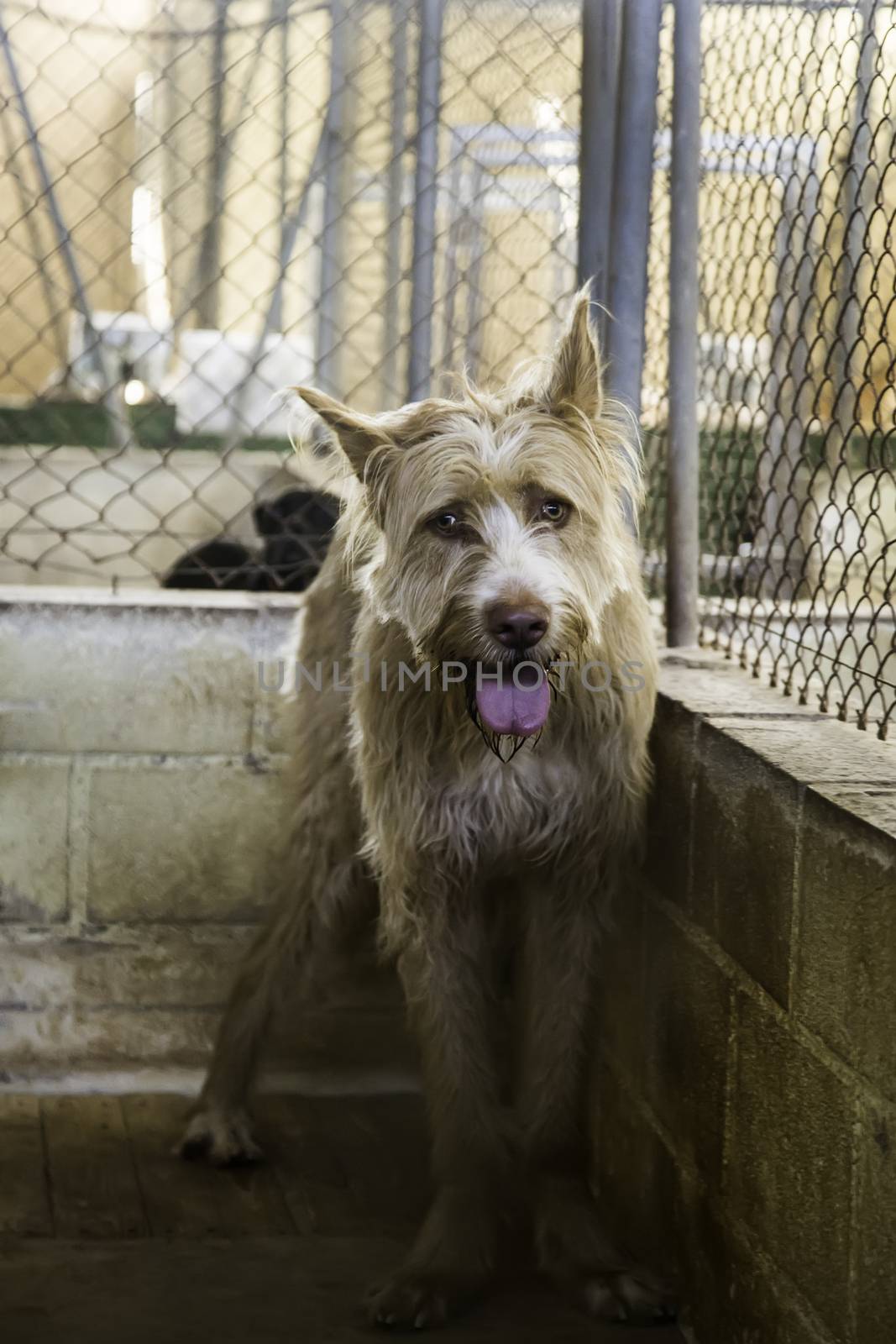 Dogs abandoned and caged, pet detail seeking adoption, grief and sadness
