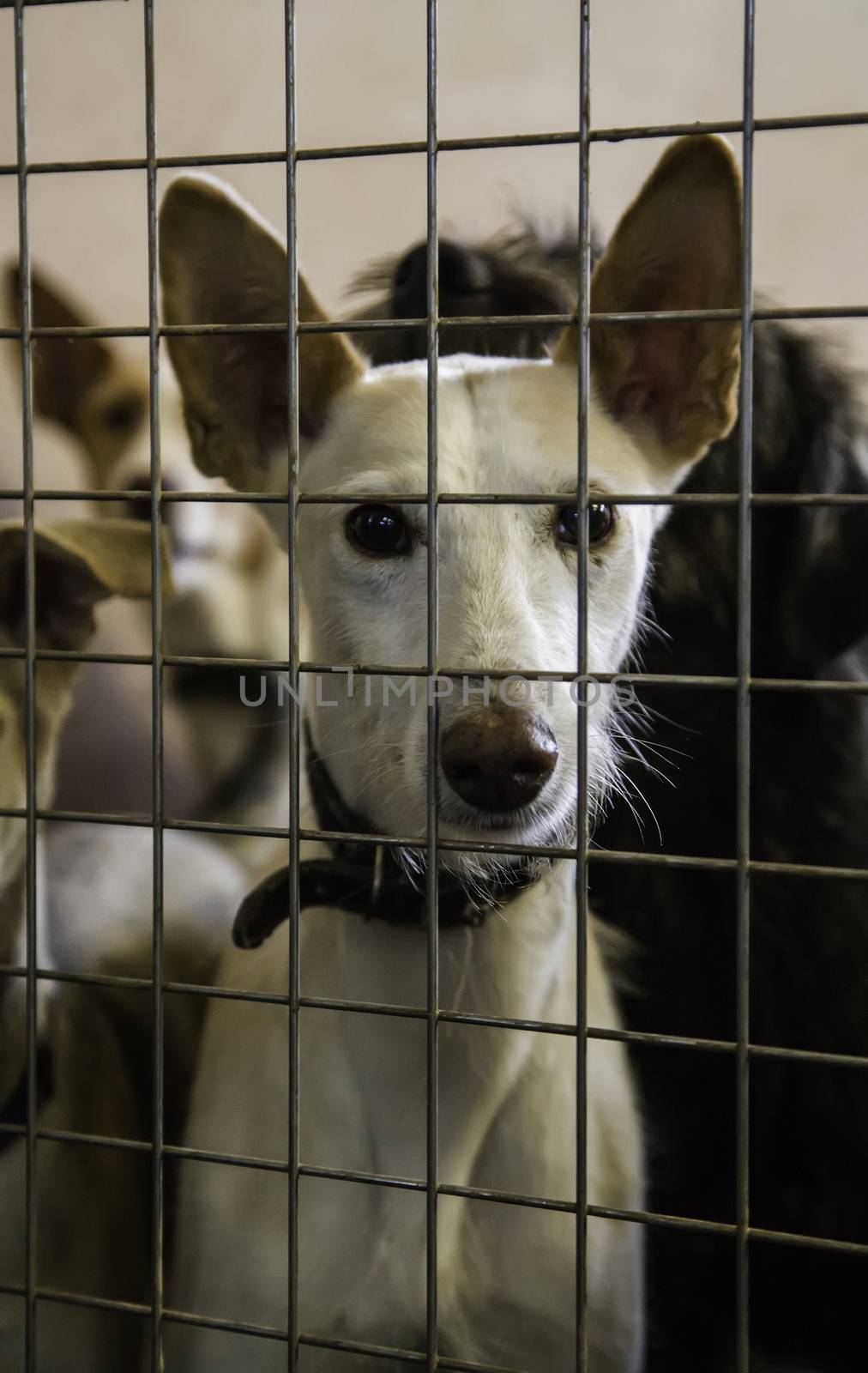 Dogs abandoned and caged, pet detail seeking adoption, grief and sadness
