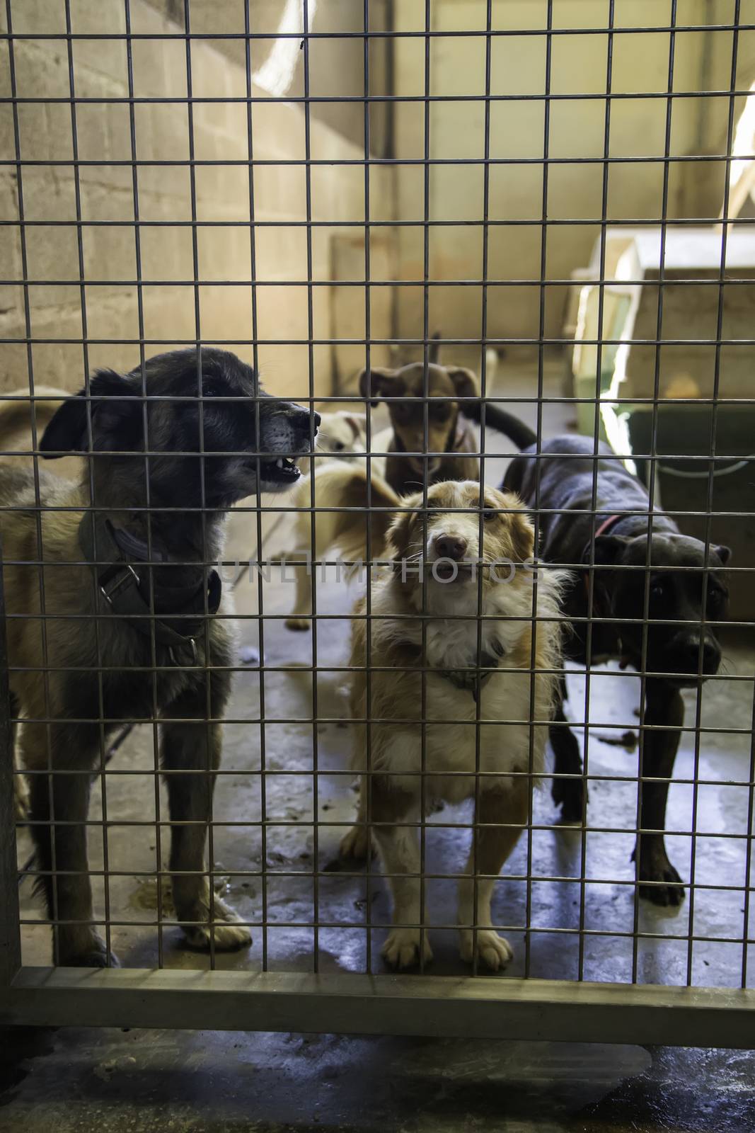 Dogs abandoned and caged, pet detail seeking adoption, grief and sadness
