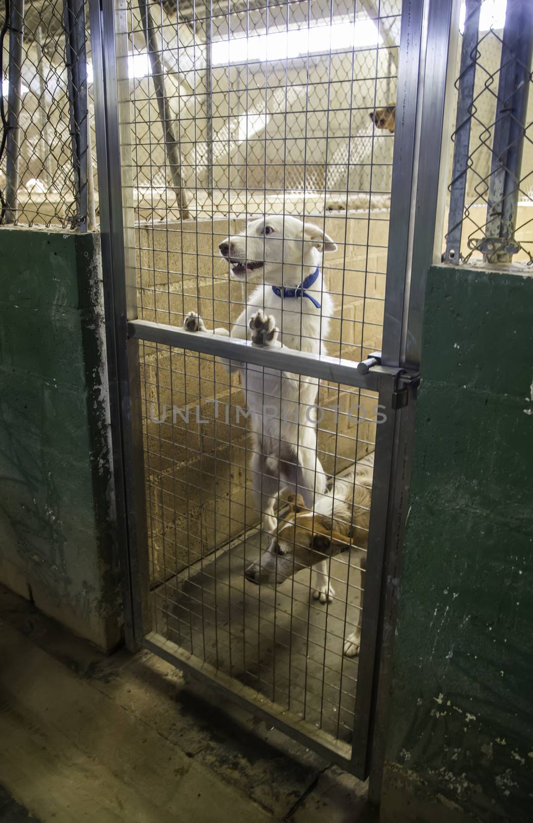 Dogs abandoned and caged, pet detail seeking adoption, grief and sadness
