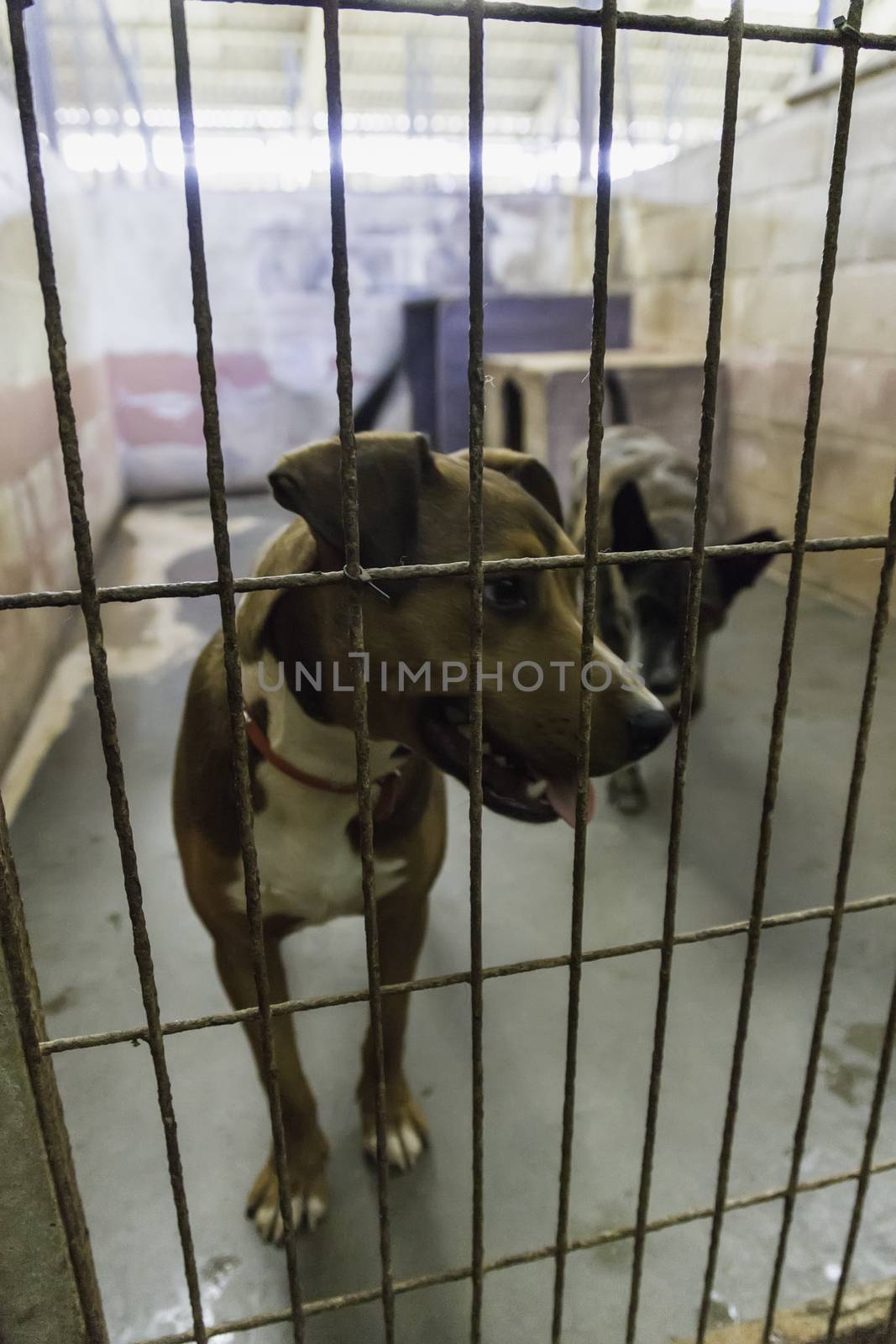 Dogs abandoned and caged, pet detail seeking adoption, grief and sadness
