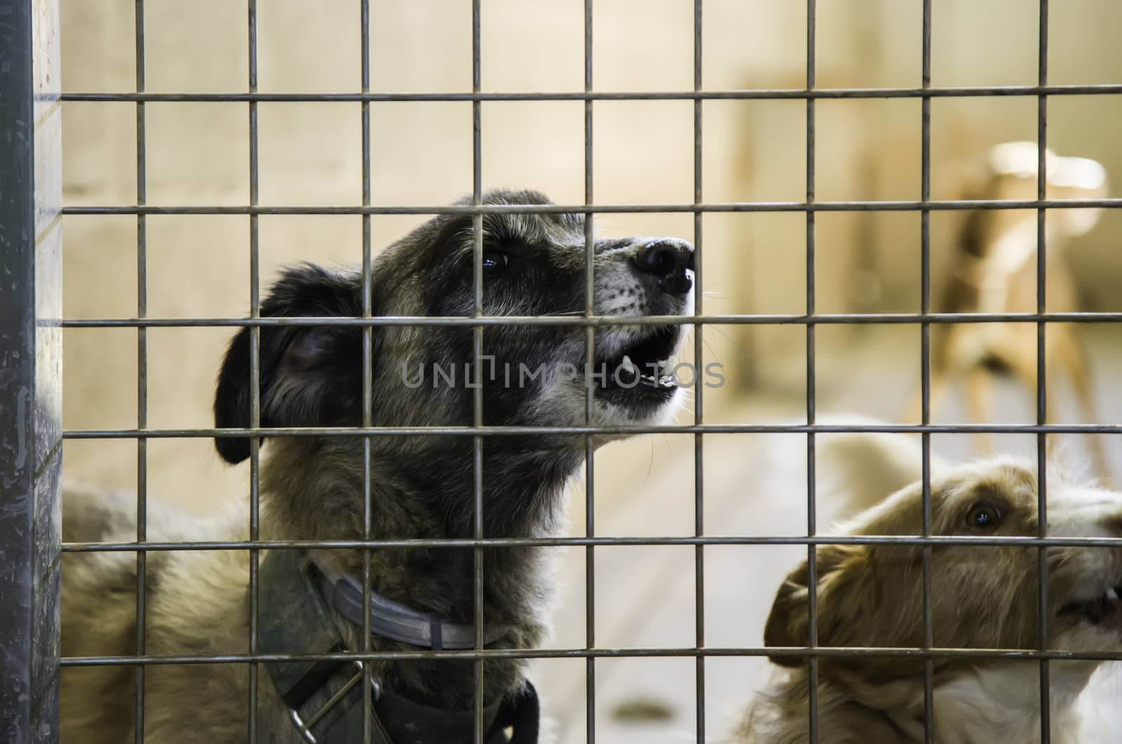 Dogs abandoned and caged, pet detail seeking adoption, grief and sadness
