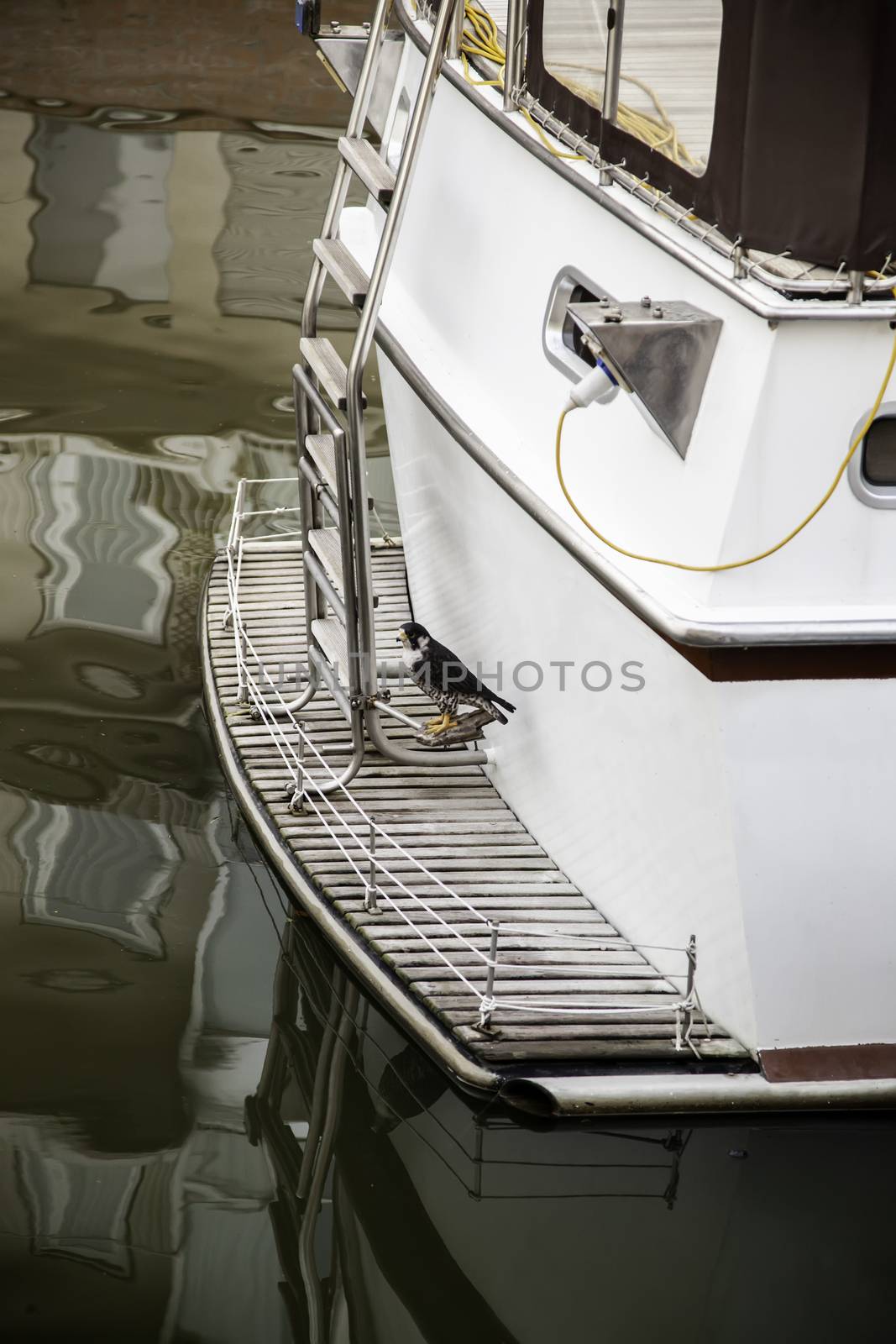 Hawk on a boat ride by esebene