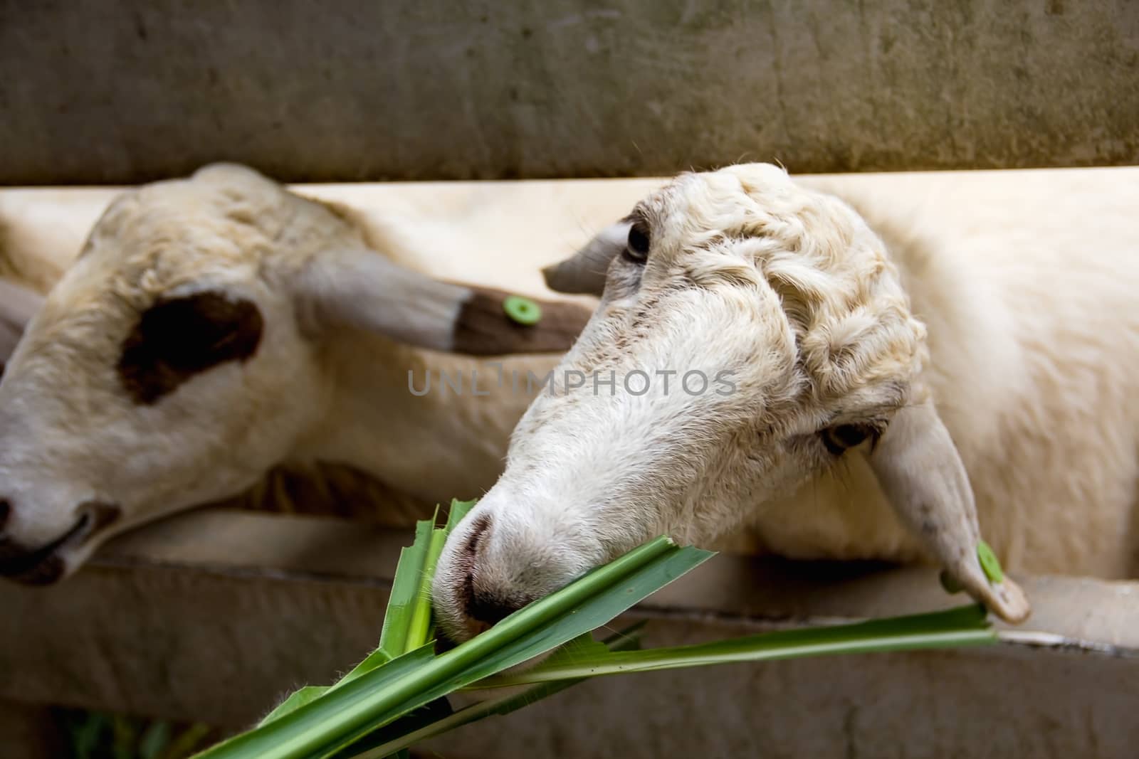 Closeup white sheep eating grass
