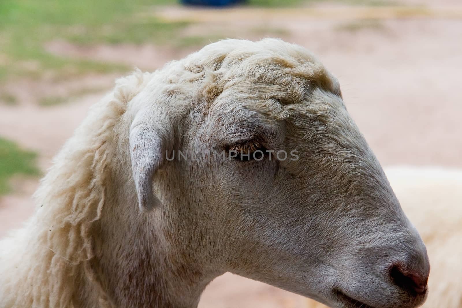 Closeup eye of white and brown sheeps