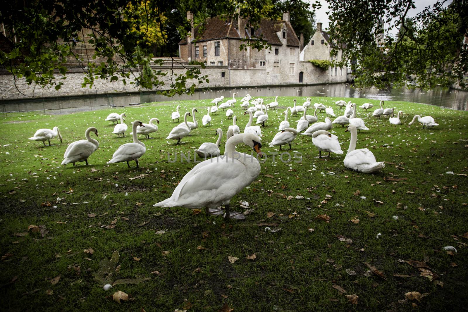 Swans in Bruges, detail of protected animals, tourism in Belgium