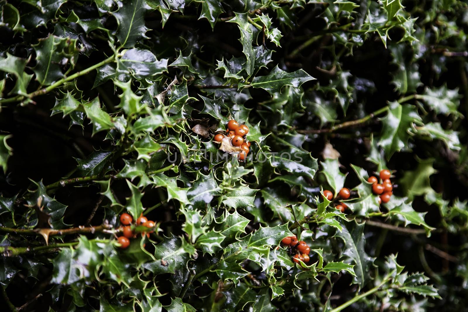 Christmas holly leaves, green tree detail with spikes