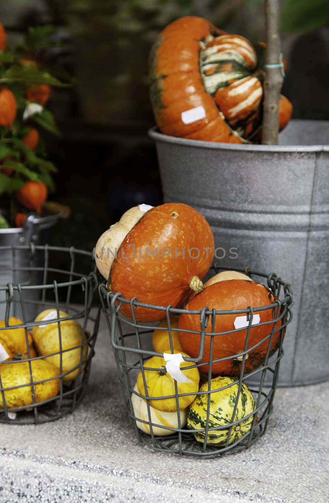 Orange Halloween pumpkins, fresh vegetable detail