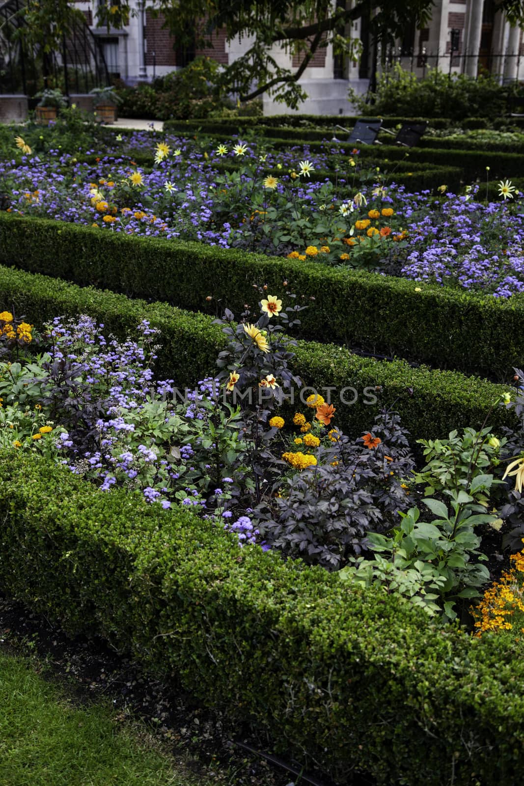 Amsterdam garden, detail of flowers and tulips