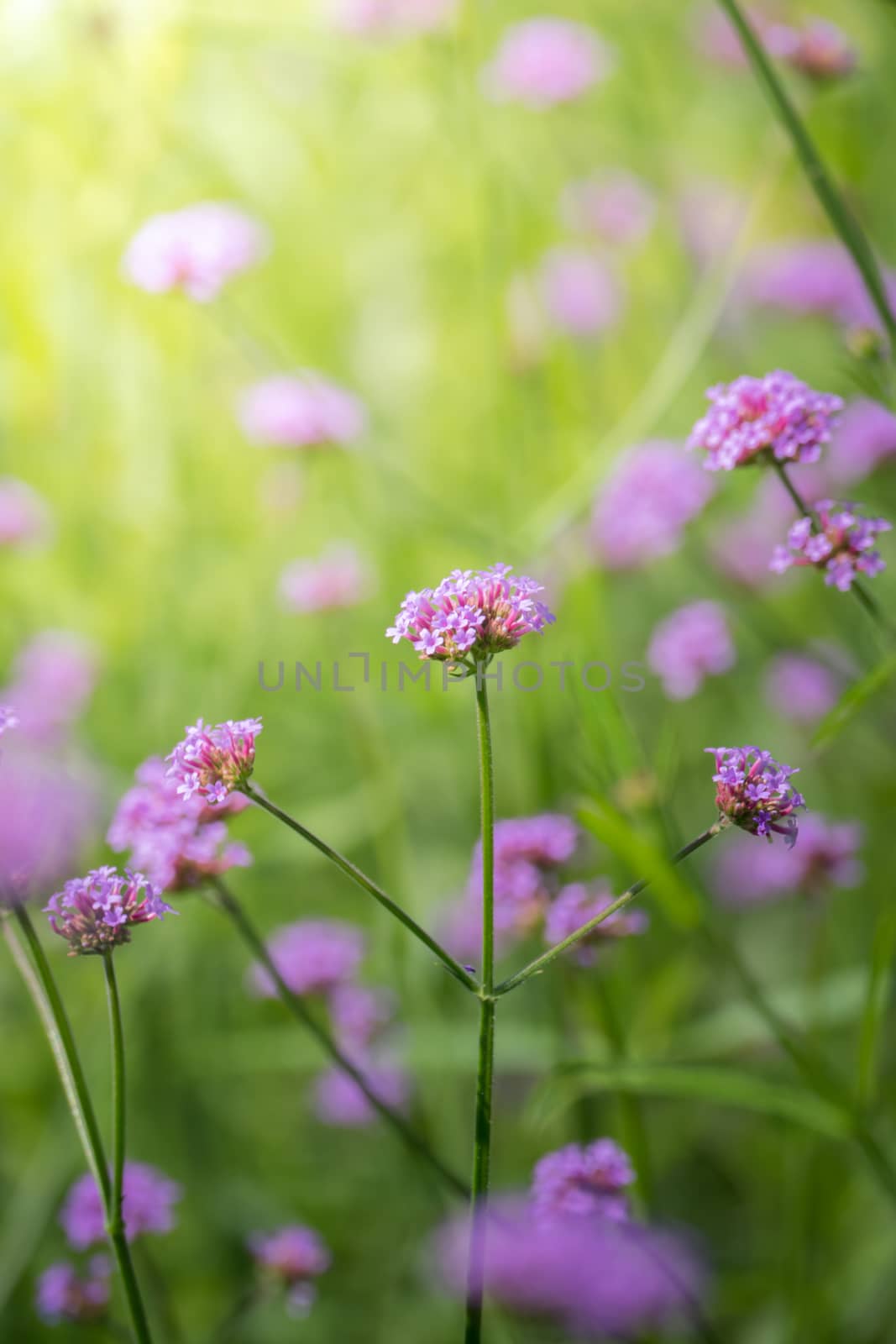 The background image of the colorful flowers, background nature