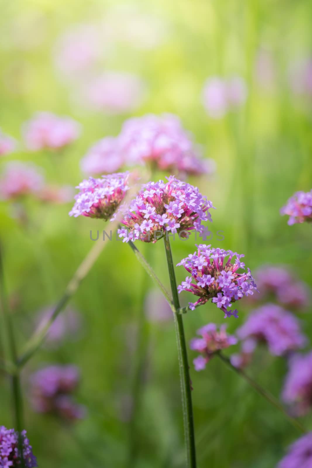 The background image of the colorful flowers, background nature