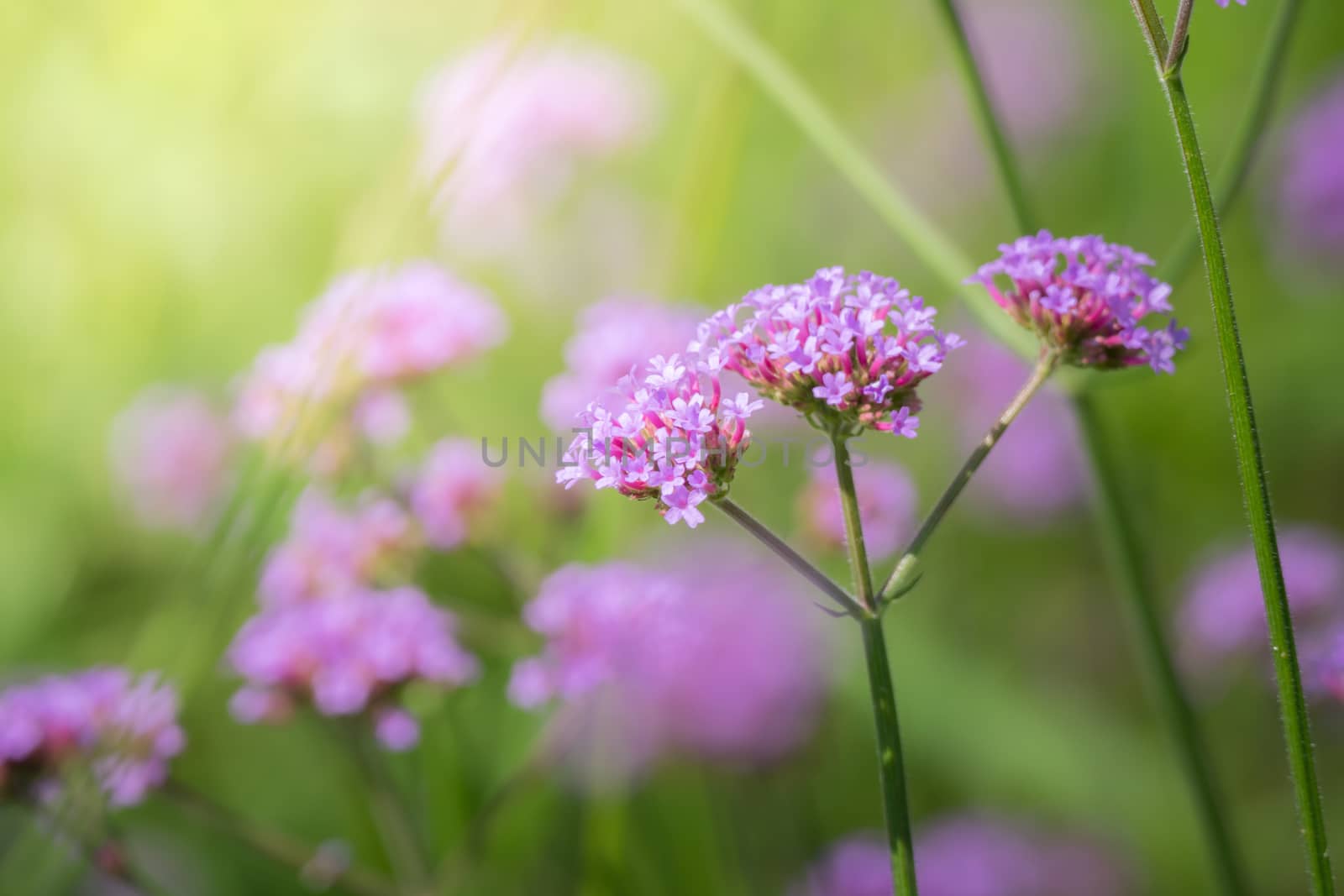 The background image of the colorful flowers by teerawit