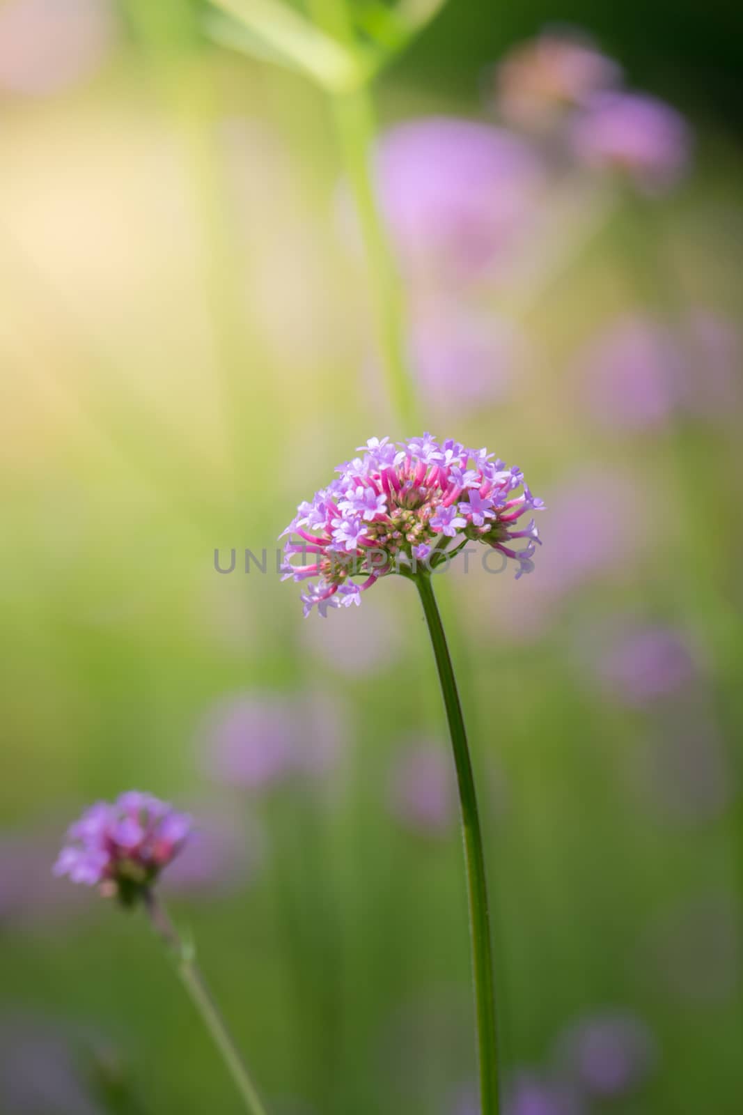 The background image of the colorful flowers, background nature