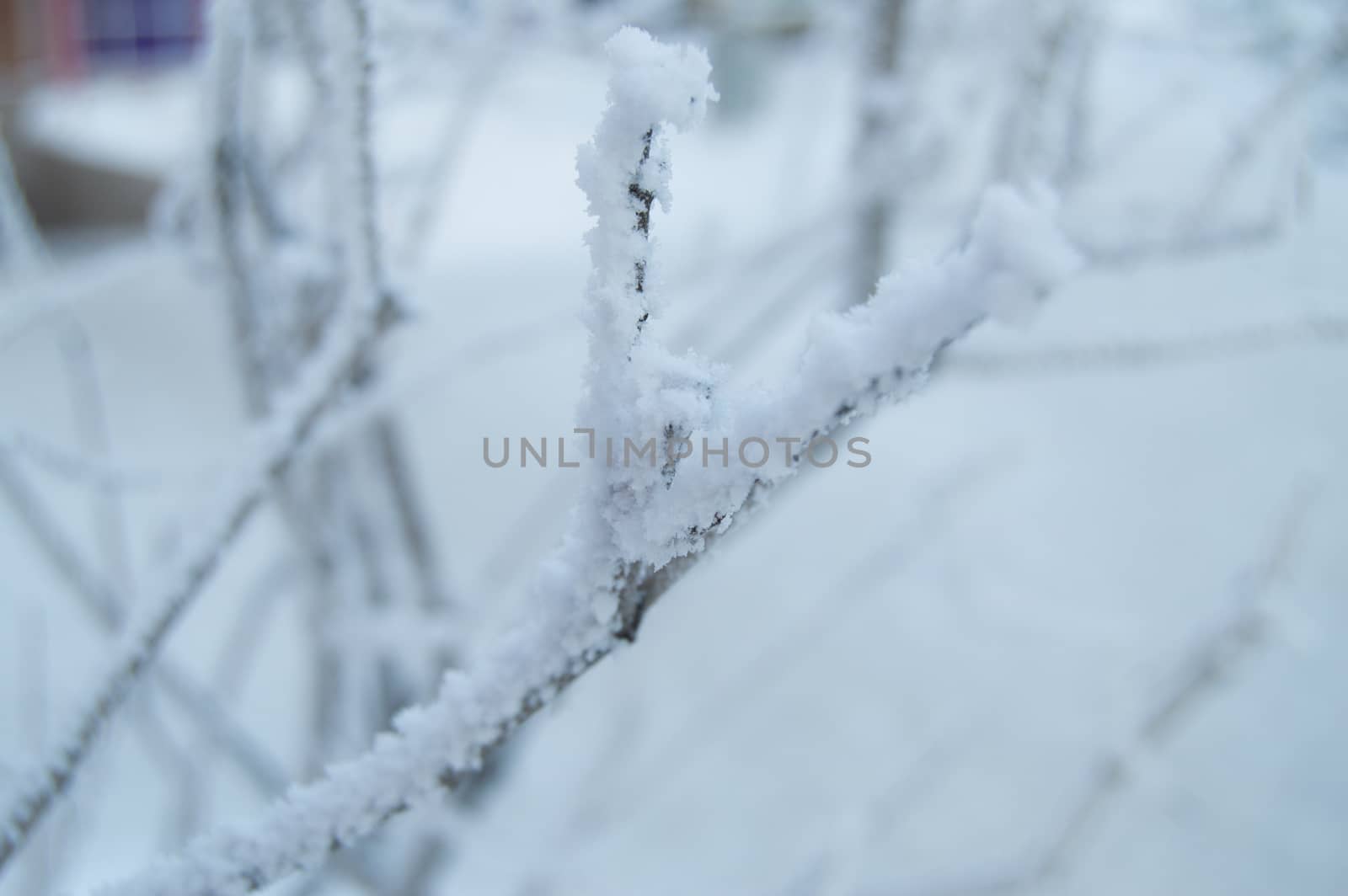 Closeup of the frost on the branches in winter Park, snow, sunset by claire_lucia