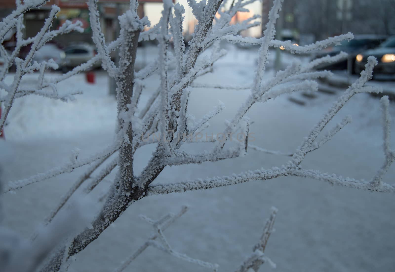 Closeup of the frost on the branches in winter Park, snow, sunset.