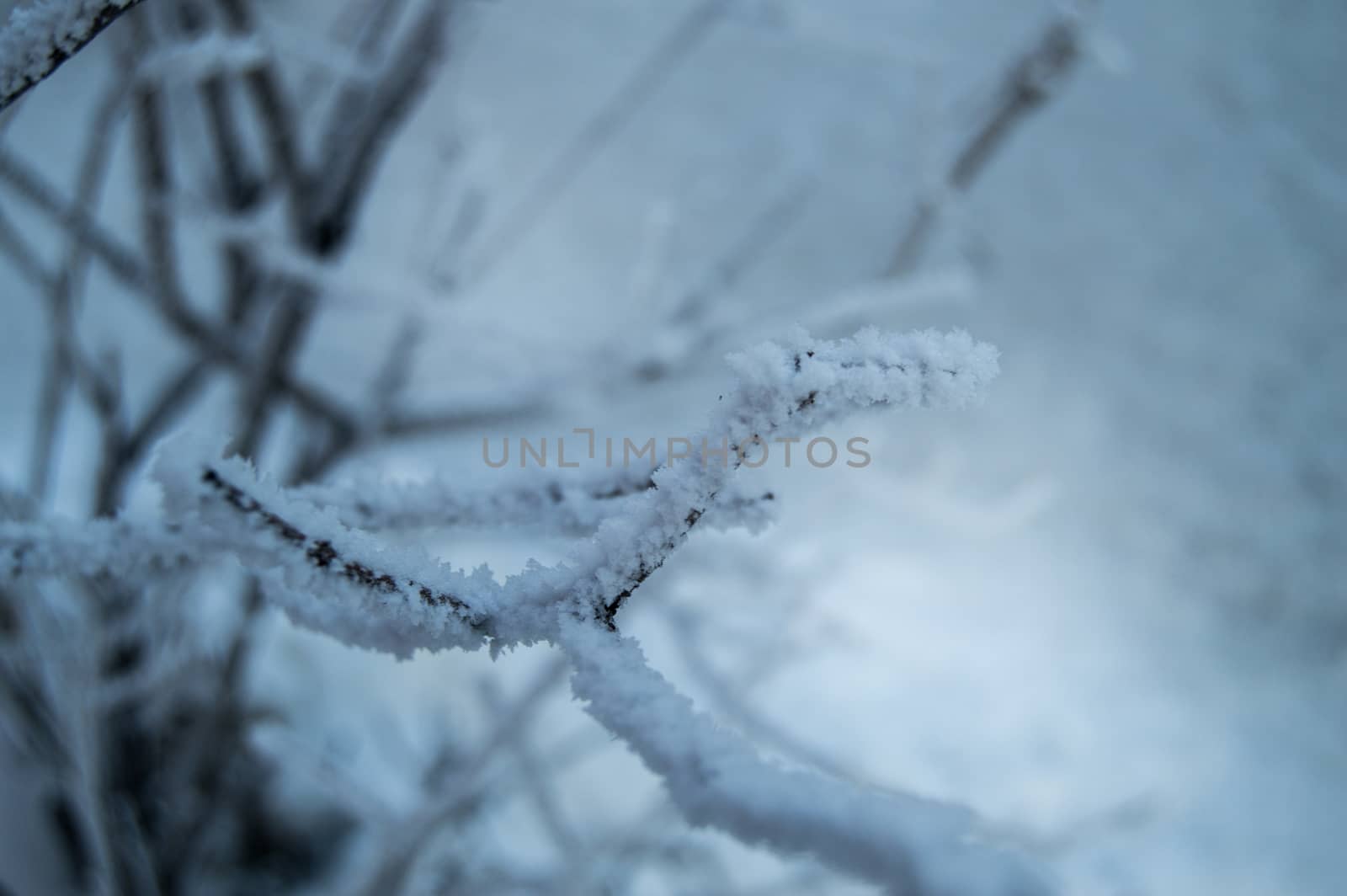 Closeup of the frost on the branches in winter Park, snow, sunset by claire_lucia