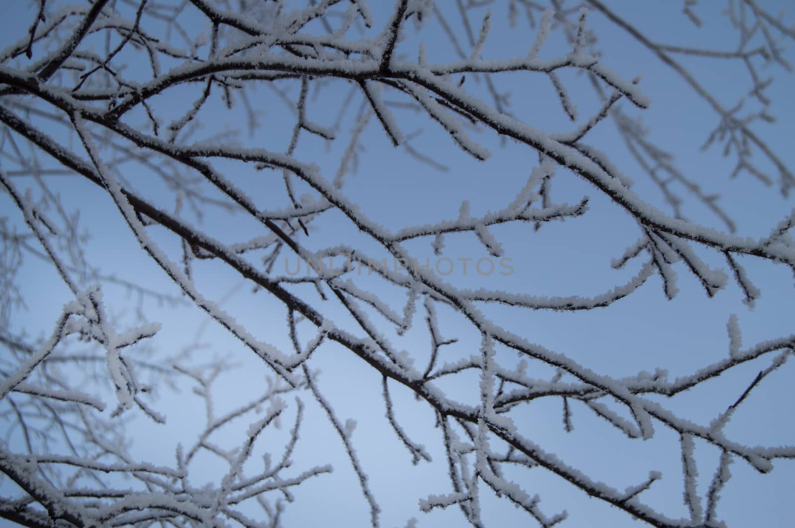 Closeup of the frost on the branches in winter Park, snow, sunset.