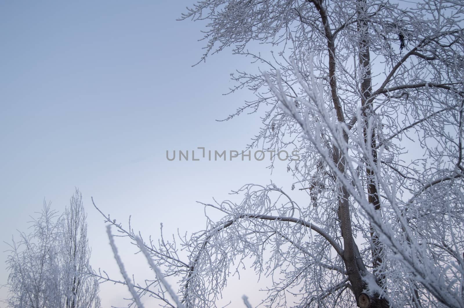 Closeup of the frost on the branches in winter Park, snow, sunset.